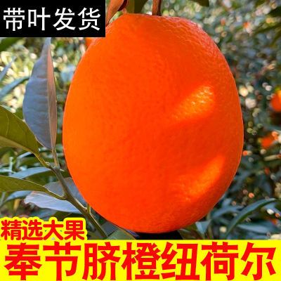 正宗重庆奉节纽荷尔脐橙甜10斤橙子新鲜包邮现摘水果礼盒装20斤