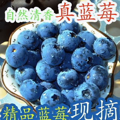 蓝莓 水果 蓝莓现摘现发 甜果当季孕妇水果蓝莓新鲜一斤 现货顺丰