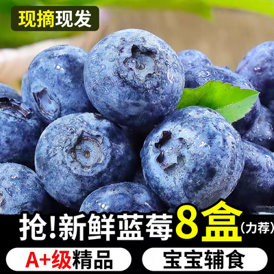 【现摘现发】蓝莓鲜果新鲜当季辅食水果蓝梅鲜果怡颗蓝莓孕妇大果
