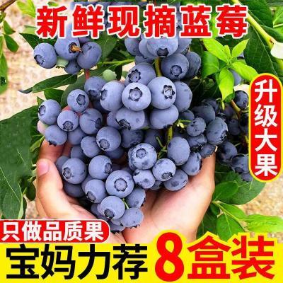 云南露天蓝莓新鲜现摘现发应季水果宝宝辅食孕妇国产蓝莓包邮