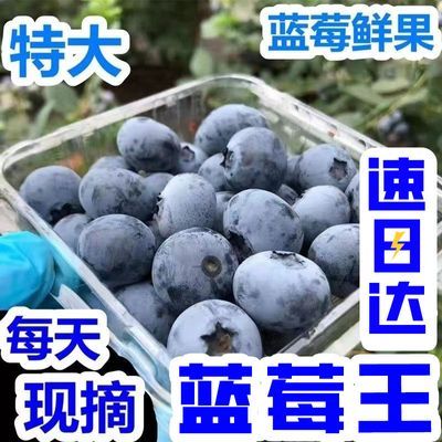 【现摘隔日达】丹东蓝莓新鲜鲜果当季大果宝宝辅食批发价一整箱