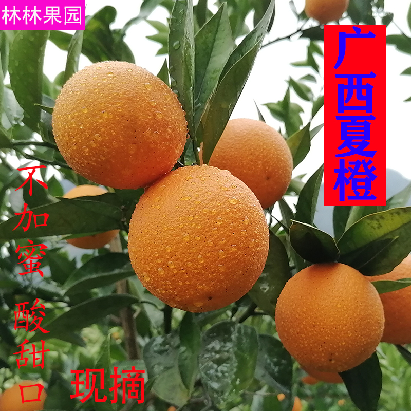 广西桂林现摘夏橙9斤时令新鲜当季孕妇水果酸甜果冻手剥脐橙大果