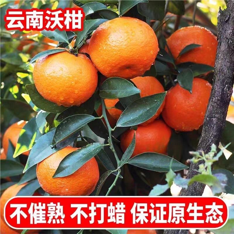 云南沃柑新鲜9斤水果大果新鲜沃柑砂糖柑橘桔子当季包邮