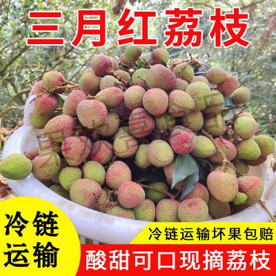 高州三月红广东新鲜现摘酸甜孕妇开胃水果农民自产自销当季荔枝