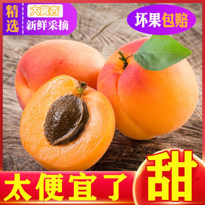 【万人疯抢】杏子水果新鲜水果杏子大黄杏5斤装现摘现发孕妇应季