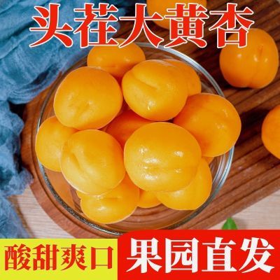 【坏果包赔】陕西头茬现摘大黄杏新鲜杏子应季孕妇水果金太阳