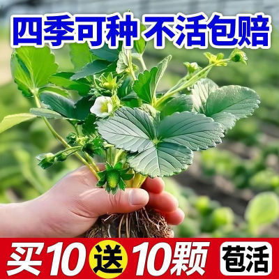 【带果带花】奶油草莓苗四季结果秧苗盆栽地栽四季新鲜南北方种植