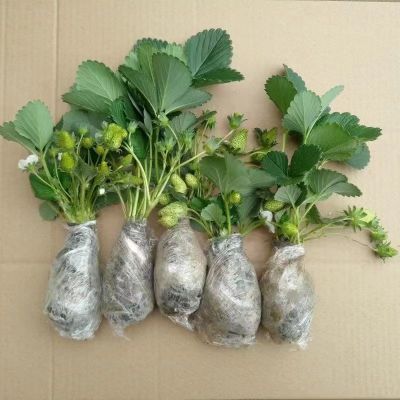 (20天结果)四季奶油草莓秧苗盆栽四季草莓苗南方北方种植当年结果