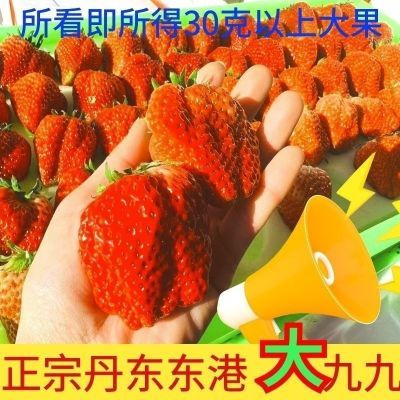 正宗丹东九九草莓大丑果不漂亮大草莓红颜草莓新鲜水果现摘现发