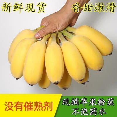 【苹果蕉】广西苹果蕉粉蕉超甜薄皮当季新鲜水香蕉新鲜正宗整箱