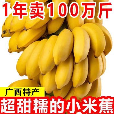 【正宗】广西小米蕉当季新鲜水果小香蕉芭蕉批发整箱非苹果蕉粉蕉