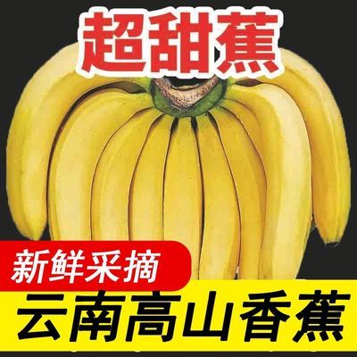 【爆甜】云南高山香蕉广西芭蕉小米蕉苹果蕉当季新鲜水果整箱批发