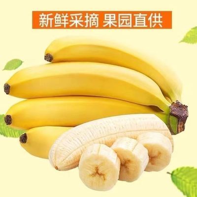 云南高山甜香蕉斤新鲜当季水果软香甜整箱