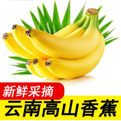 【自然熟】香蕉云南新鲜水果应季当季批发价正宗有机包邮小米蕉