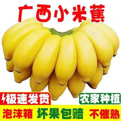 正宗广西小米蕉当季新鲜水果整箱自然熟小香蕉皇帝蕉芭蕉批发包邮