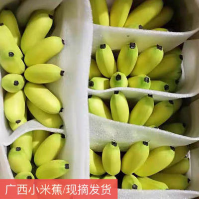 正宗广西小米蕉皇帝蕉香蕉鸡蕉苹果蕉西贡蕉小米香蕉青蕉批发包邮