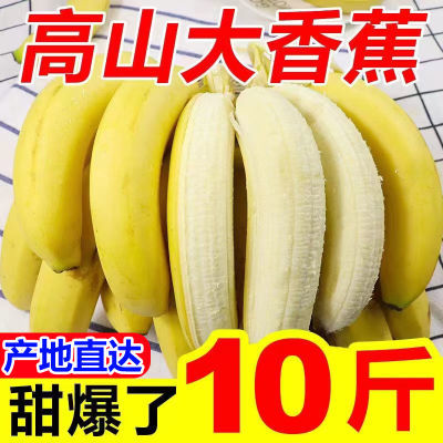 【香甜】云南特产高山大香蕉当季新鲜水果批发价整箱包邮米蕉芭蕉