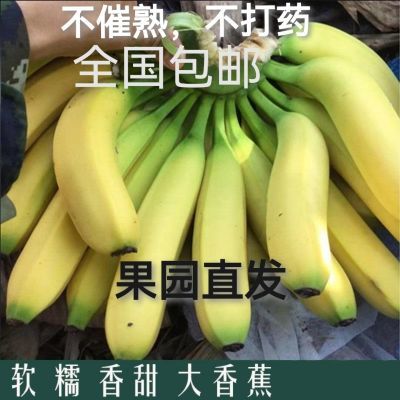 【全国包邮】新鲜水果  甜糯香蕉  生态香蕉  本地香蕉