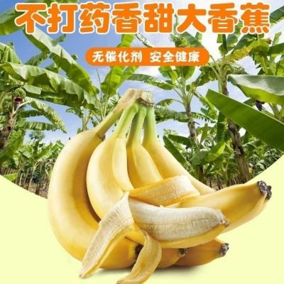 广西新鲜香蕉 现摘现发 3斤/5斤/9斤青蕉发货 到货坏包赔包邮