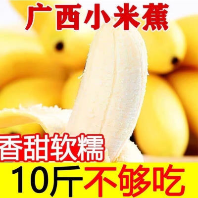 产地直销1/5/9斤装当季广西新鲜甜糯香小米蕉一整箱米蕉自然熟