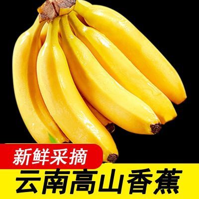 【香蕉批发】高山薄皮香蕉大果当季批发价特价云南特产小香蕉