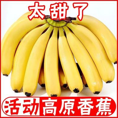 【秒发】云南高原香蕉自然熟当季新鲜水果整箱包邮非芭蕉小米蕉