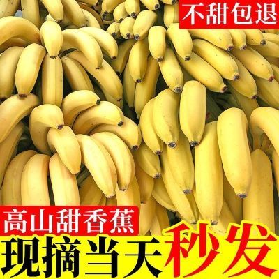 云南高山现摘大香蕉新鲜水果现摘现发不打药自然熟威尼斯香蕉