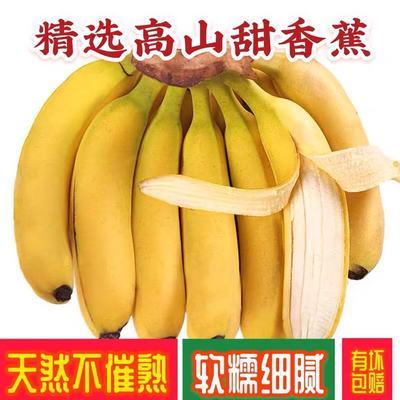 【香甜可口】云南香蕉新鲜当季水果应季芭蕉甜蕉大蕉整箱青果发货