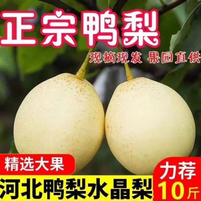 正宗河北鸭梨新鲜梨子整箱水果包邮当季时令批发梨香梨10斤5斤3斤