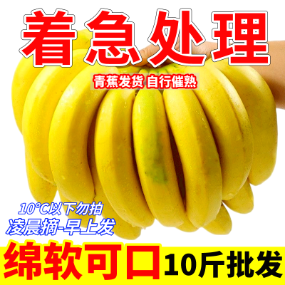 【首单直降】云南高山天然香蕉青皮新鲜水果小蕉芭蕉整箱青果批发