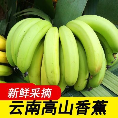 【新客立减】高山薄皮香蕉大果当季批发价特价云南特产小香蕉青皮