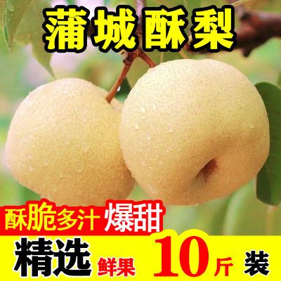 【超低价】正宗蒲城砀山酥梨当季新鲜水果应季脆甜薄皮黄梨子批发