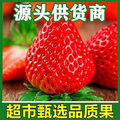 非丹东99草莓新鲜水果孕妇红颜烘焙糖葫芦商用一整箱批发