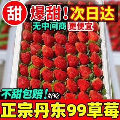 【产地直发】丹东99草莓新鲜现摘牛奶红颜大草莓整箱草莓新鲜商用