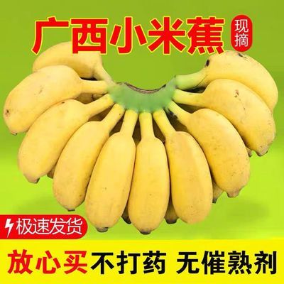 【正宗】广西小米蕉当季新鲜水果整箱香蕉苹果蕉芭蕉9斤/5斤/1斤