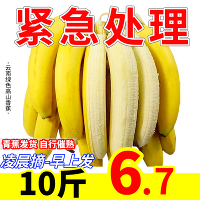 【首单立降】云南正宗薄皮香蕉高山绿皮香蕉应季孕妇水果新鲜水果