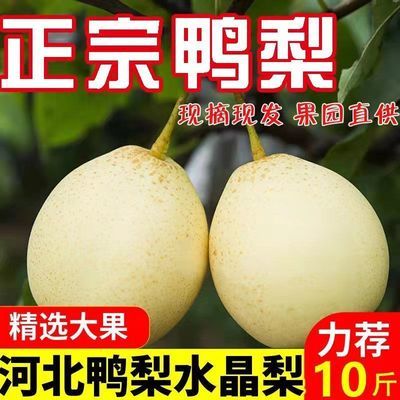 【河北大鸭梨】水晶梨当季新鲜水果10/5/2斤装薄皮梨子一整箱批发