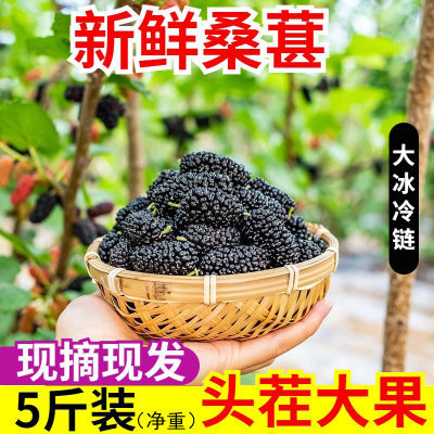 大凉山桑葚新鲜水果现摘现发桑葚鲜果无沙免洗桑椹当季水果甜包邮