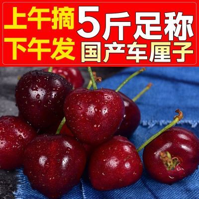 现摘山东美早车厘子红灯新鲜水果超大应季孕妇脆甜批发原装大樱桃【5月21日发完】