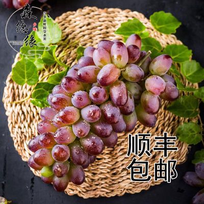 郁金香茉莉香葡萄2斤当天现摘无籽自然果整箱孕妇新鲜水果发顺丰