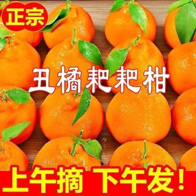 【首单直降】四川新鲜不知火丑橘子耙耙柑丑桔当季整箱水果包邮