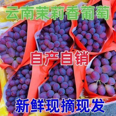 【新鲜】云南蒙自茉莉香葡萄现摘新鲜水果提子红提无籽小葡萄整箱