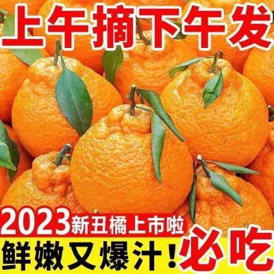 四川丑八怪丑橘丑桔不知火当季新鲜水果现货非春见耙耙柑包邮