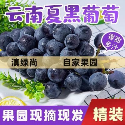 【酸甜多汁】云南夏黑无籽葡萄新鲜当季水果整箱现摘黑提蜜葡萄