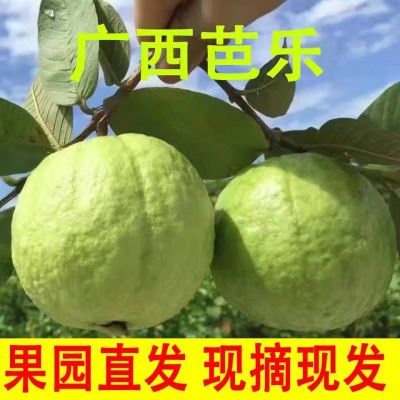 广西白心芭乐番石榴脆甜应季孕妇水果红心软糯鸡屎果现摘整箱批发