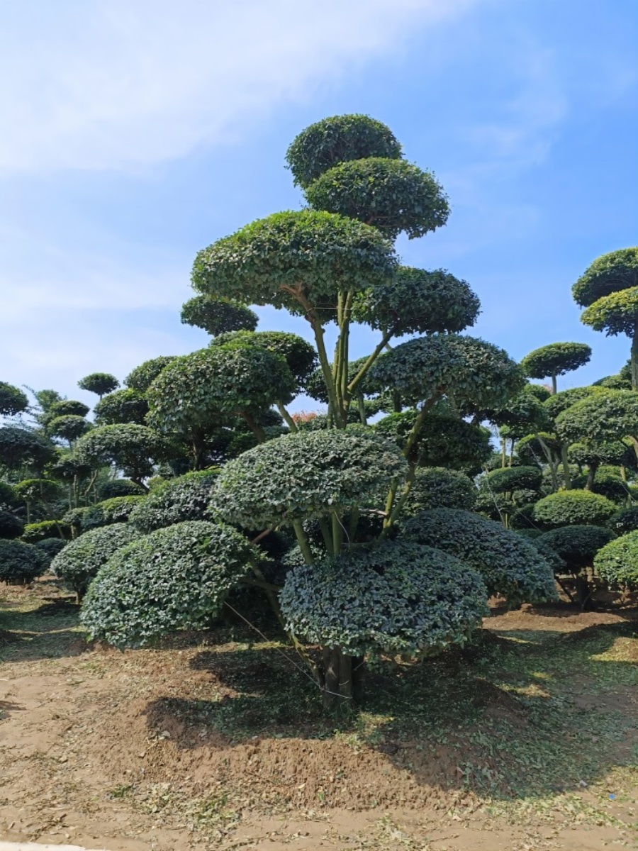 小叶女贞造型树地景树直播一物一拍庭院别墅绿植联系客服选树现挖