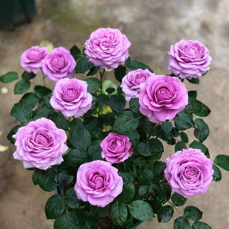 月季大花苗四季带花苞花卉观花绿植物室内外庭院阳台盆栽玫瑰