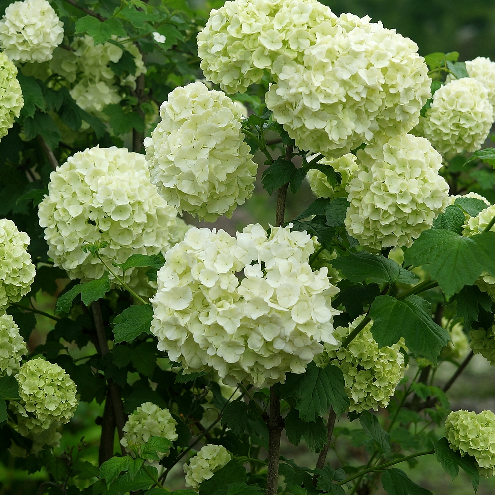 青柠园景  欧洲木绣球 玫瑰 木本绣球八仙花阳台庭院盆栽绿植包邮