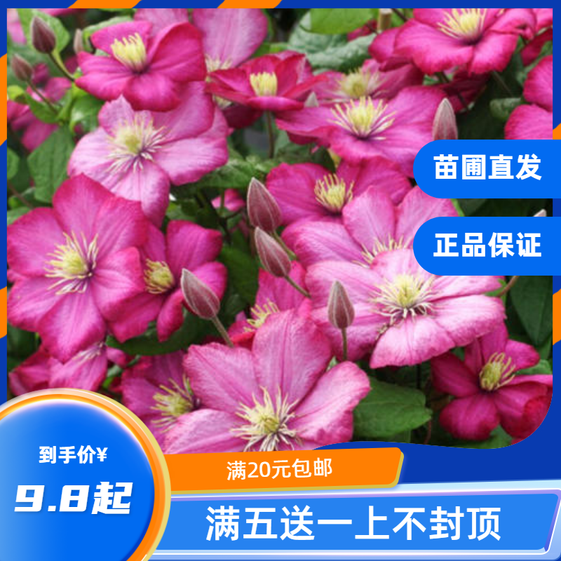 龙龙月季园艺 |里昂村庄| 铁线莲阳台盆栽绿植庭院爬藤攀援花卉