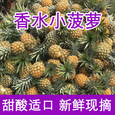 新鲜小菠萝现摘热带水果徐闻香水菠萝5斤10斤非泰国迷你小菠萝